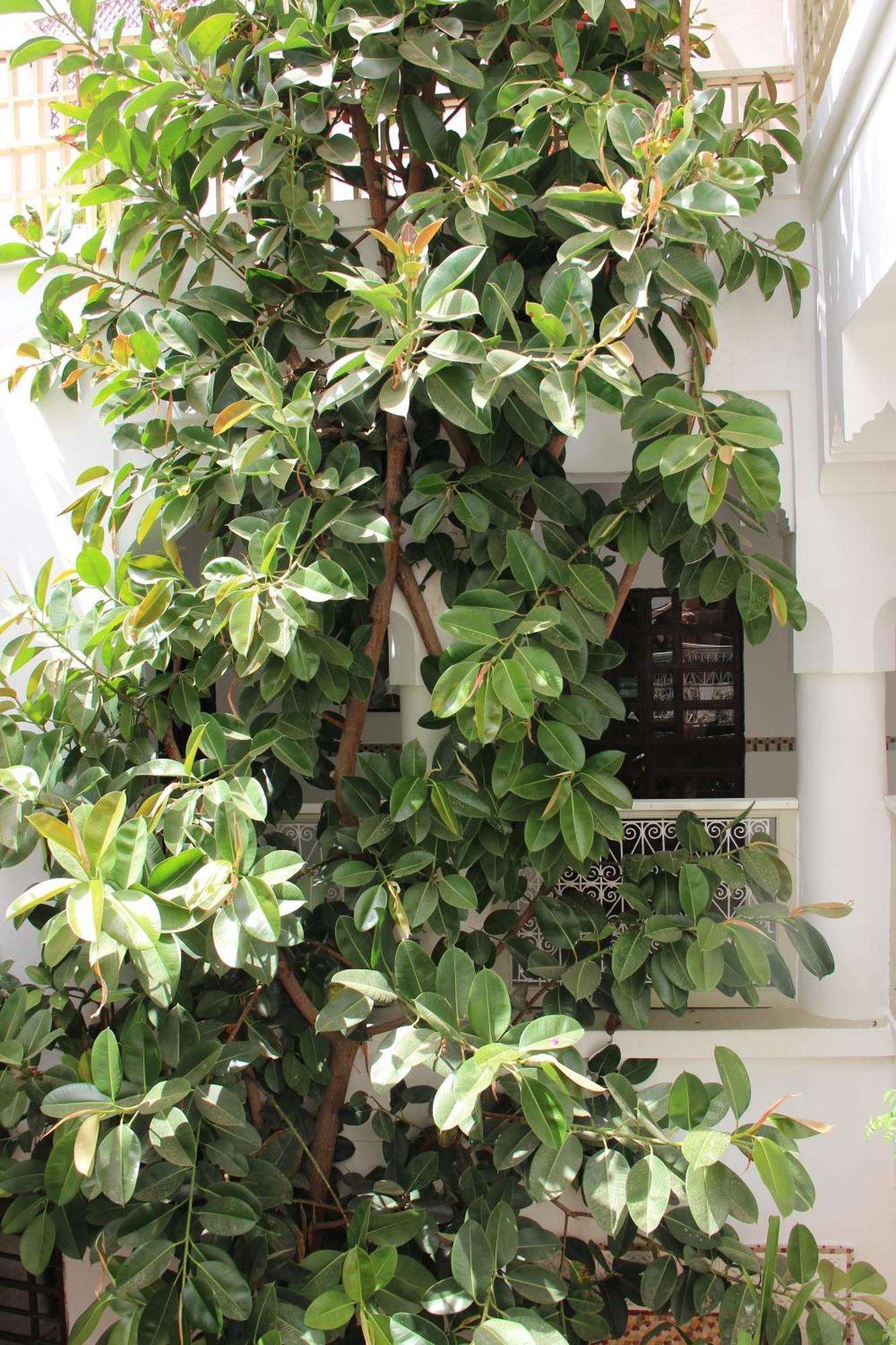 Riad Dar Nael Marraquexe Exterior foto